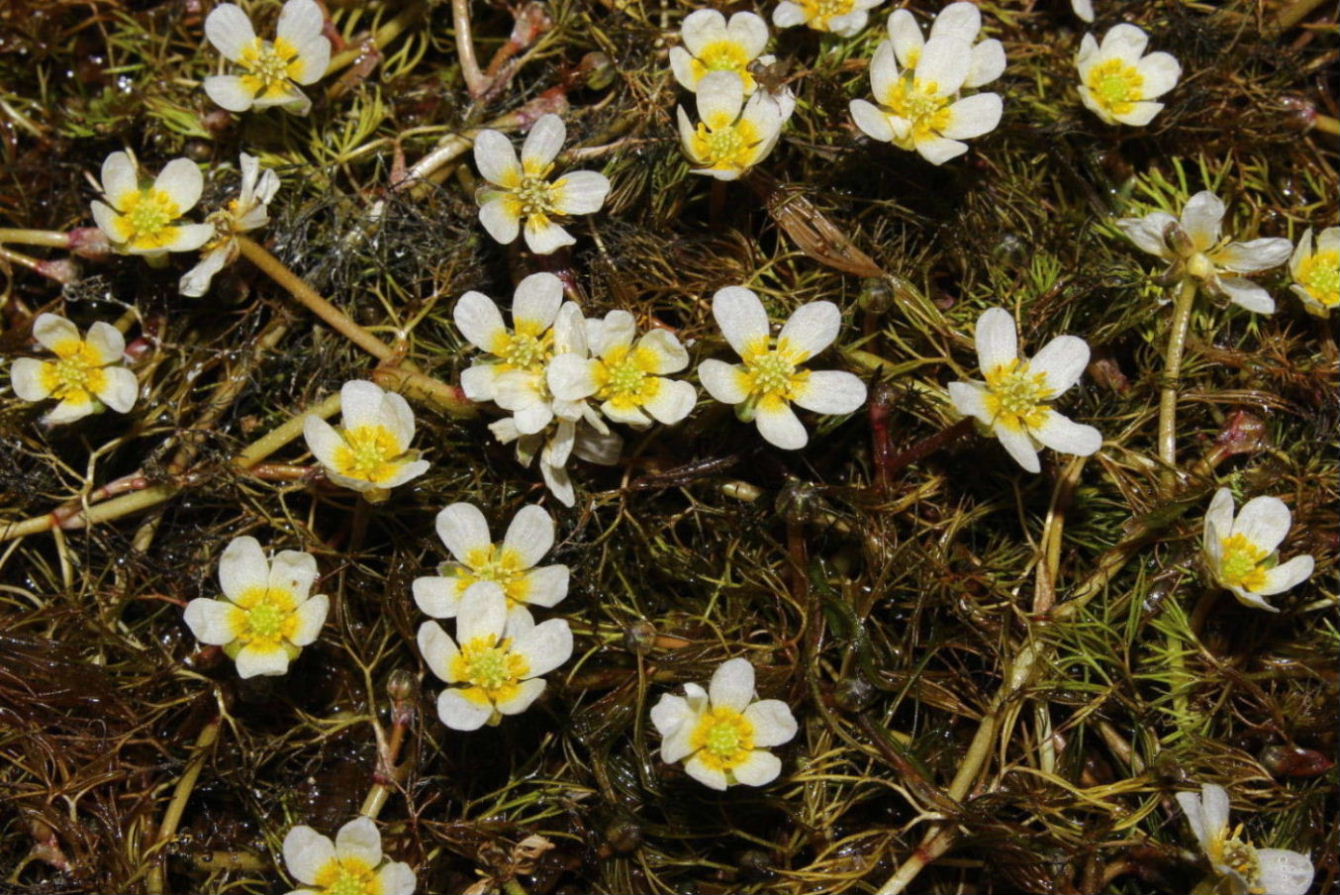 Ranunculus trichophyllus / Ranuncolo a foglie capillari